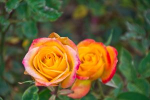 Ooty Rose garden