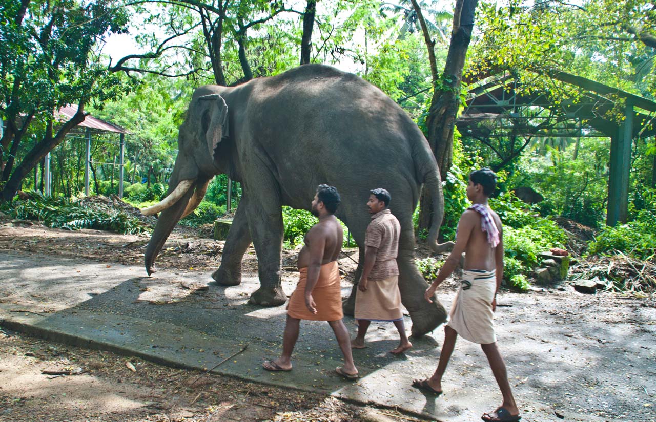 Elephant Camp Guruvayur