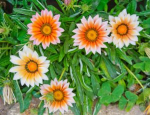 Flowers at Saheliyo ki badi Udaipur