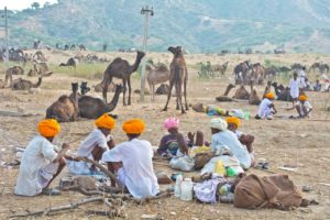 Camel and their owners relaxing