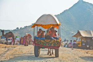 Camel cart photographers