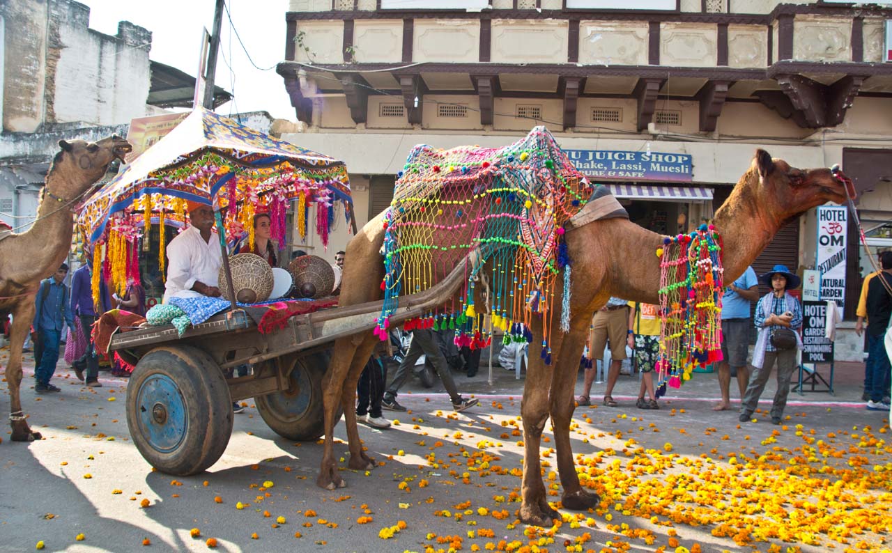 Pushkar camel fair camel cart