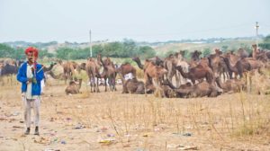 Pushkar camel fair in morning