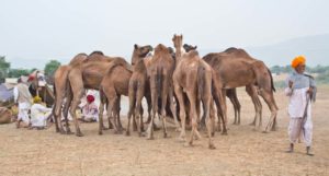 Pushkar camel fair in morning