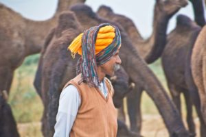 Pushkar camel fair in morning