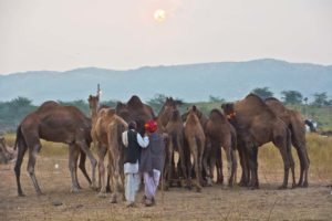 Pushkar camel fair in morning