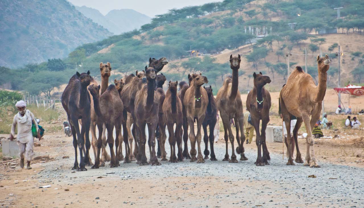 Pushkar camel fair in morning