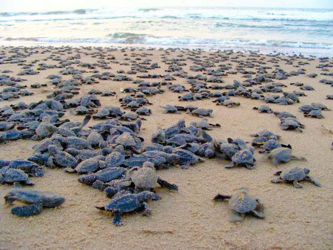 Baby Turtles Most Beautiful Places in India