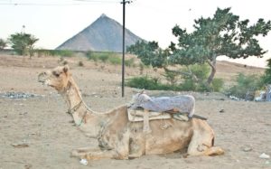 Camel ride Pushkar