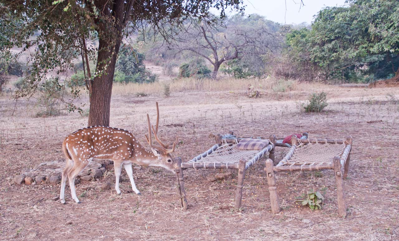 Charpoys and spotted Deer