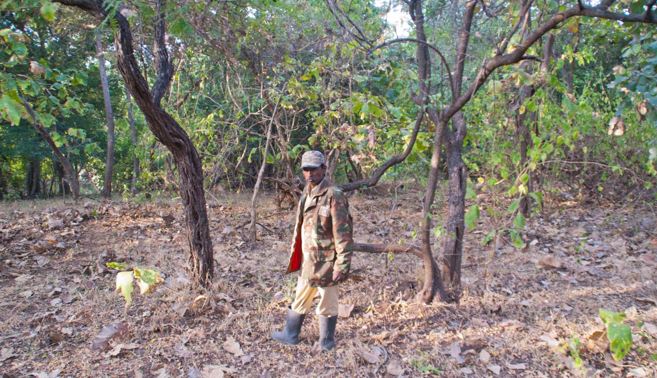 Forest guard in Gir national park