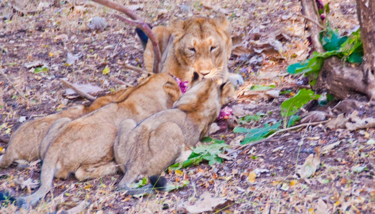 Lioness and Cubs in Gir national park
