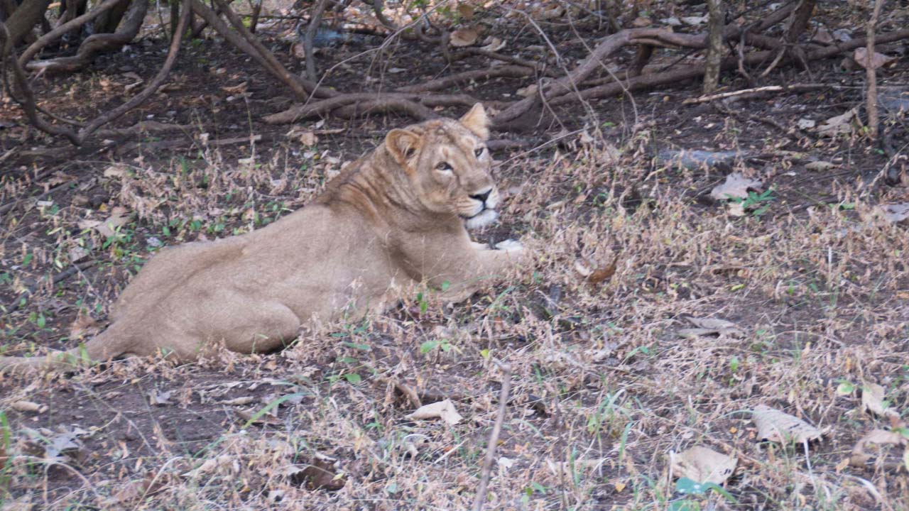 Lioness in Sasan Gir