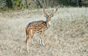 Spotted Deer