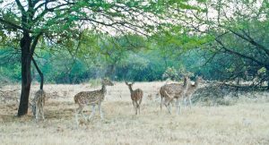 Spotted Deer group