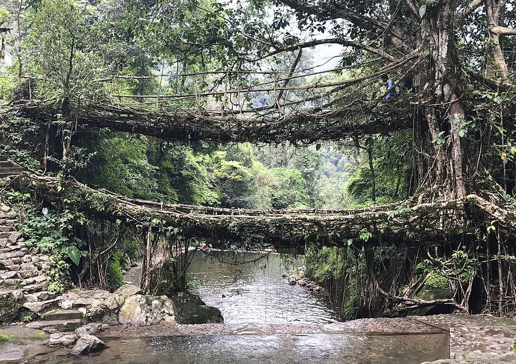 Living root bridge