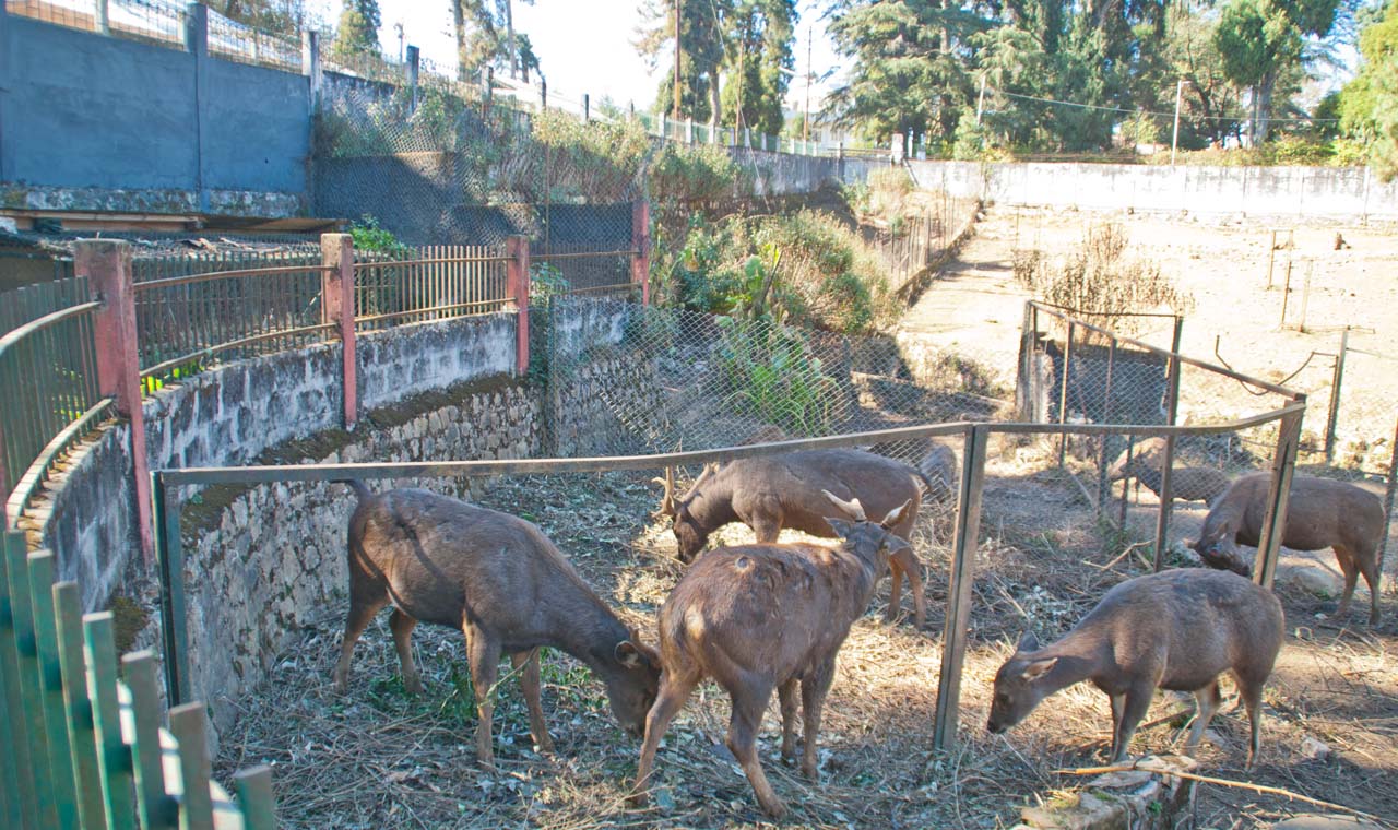 Zoo in Park Shillong