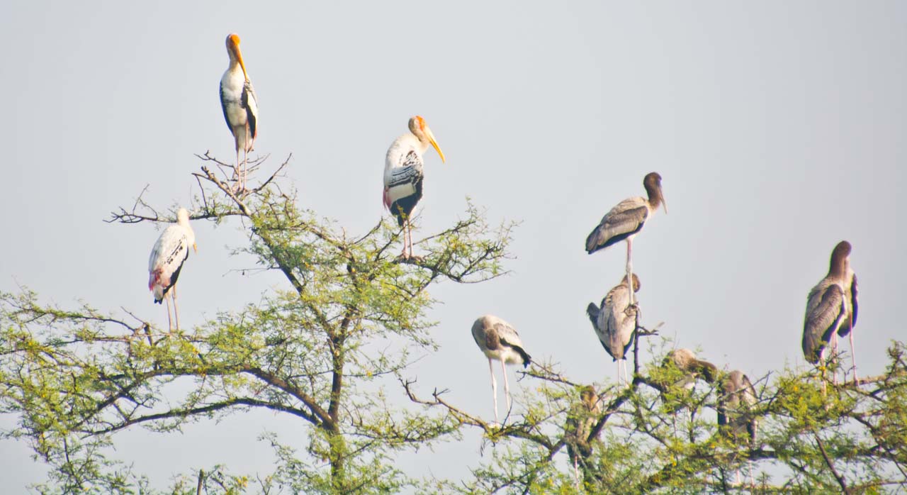 Delhi to Bharatpur Bird Sanctuary and Exploring Keoladeo National Park